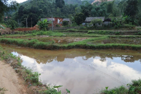 Ruộng lúa của người dân thôn Yên Ninh đã được Công ty Cổ phần Khai khoáng Minh Đức khôi phục lại để có thể cấy lúa. (Ảnh: Đinh Đức Tưởng/TTXVN)