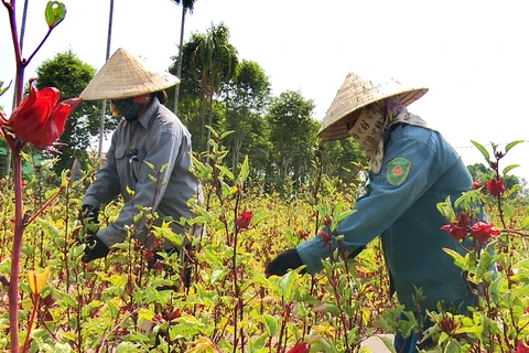 Bà con nông dân ở xã Phong An, huyện Phong Điền thu hoạch hoa atiso đỏ. (Ảnh minh họa: Hồ Cầu/TTXVN)