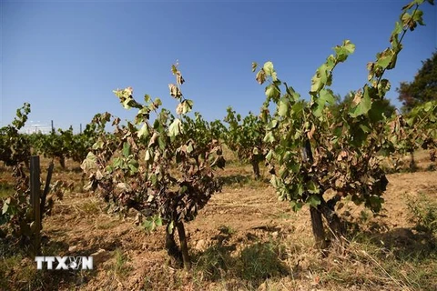 Một vườn nho bị khô héo do thời tiết nắng nóng kéo dài tại Montpellier, miền nam nước Pháp. (Ảnh: AFP/TTXVN)