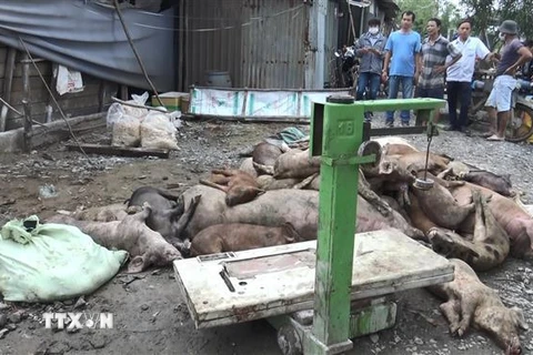Lực lượng chức năng xã Vĩnh Lộc B, huyện Bình Chánh thu gom xác lợn chết để đưa đi tiêu hủy đúng quy định. (Ảnh: TTXVN phát)