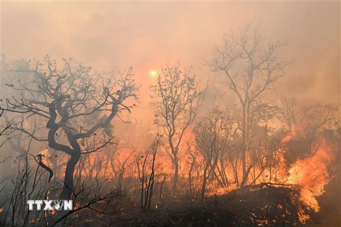 Cháy rừng dữ dội tại Brasilia, Brazil. (Ảnh: AFP/TTXVN)
