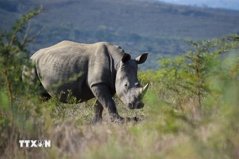 Hai cá thể tê giác trắng phương Bắc cuối cùng còn sống trên Trái đất được chăm sóc tại khu bảo tồn ở Kenya ngày 23/8/2019. (Ảnh: AFP/TTXVN)