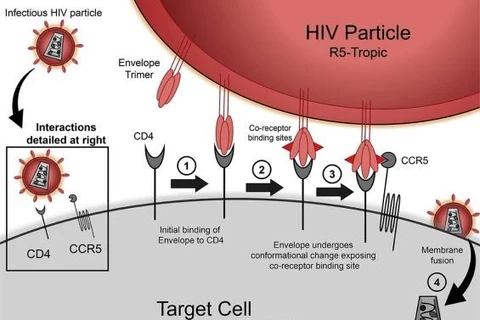 Một đột biến gene khá hiếm giúp cơ thể người chống lại sự lây nhiễm virus HIV. (Nguồn: sciencedirect.com)