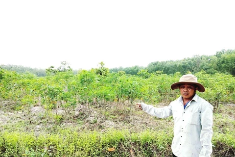 Gần 6ha rừng trồng tại tiểu khu 14, Khu rừng Văn hóa-Lịch sử Chàng riệc, huyện Tân Biên, Tây Ninh bị chặt phá trái pháp luật để trồng sắn. (Ảnh: Lê Đức Hoảnh/TTXVN)