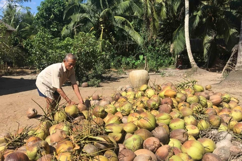 Thu hoạch dừa ở Trà Vinh. (Ảnh: Thanh Hòa/TTXVN)