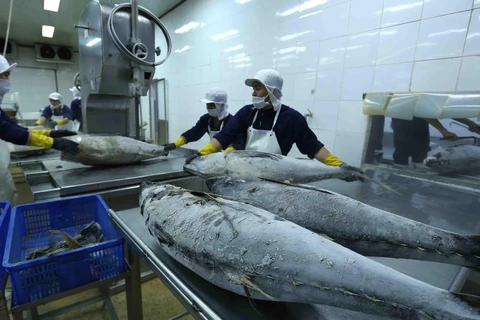 Chế biến cá ngừ đại dương đông lạnh xuất khẩu tại nhà máy của Công ty Cổ phần Thủy sản Bình Định. (Ảnh: Vũ Sinh/TTXVN)