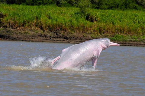 Cá heo sông Amazon. (Nguồn: whales.org)