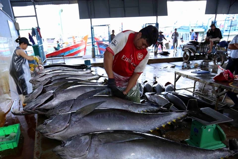 Ngư dân vận chuyển cá ngừ đại dương khai thác được cung cấp cho Công ty TNHH Hải Hà, cảng cá Tam Quan Bắc, huyện Hoài Nhơn. (Ảnh: Vũ Sinh/TTXVN)