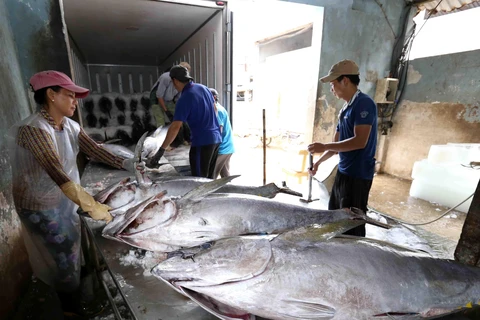Thu mua, sơ chế cá ngừ đại dương tại Công ty TNHH Hải Hà, cảng cá Tam Quan Bắc, huyện Hoài Nhơn. (Ảnh: Vũ Sinh/TTXVN)