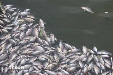 Cá rô phi chết nổi lên mặt nước hồ Đại An. (Ảnh: Nguyên Lý/TTXVN)