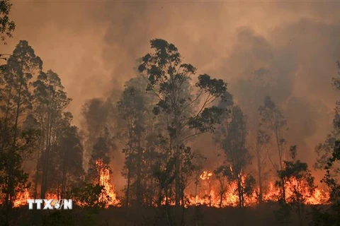 Hiện trường vụ cháy rừng tại Bobin, Australia, ngày 9/11/2019. (Ảnh: AFP/ TTXVN)