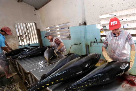 Cá ngừ đại dương được đánh bắt, đưa vào sơ chế tại Công ty TNHH Hải Hà, cảng cá Tam Quan Bắc, huyện Hoài Nhơn, tỉnh Bình Định đều đảm bảo các quy định về truy xuất nguồn gốc. (Ảnh: TTXVN)