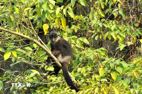 Voọc quần đùi trắng hay voọc mông trắng, loài linh trưởng cỡ lớn thuộc họ Khỉ Cựu thế giới (Cercopithecidae), bộ Linh trưởng (Primates), có tên trong Sách Đỏ của Việt Nam và thế giới.