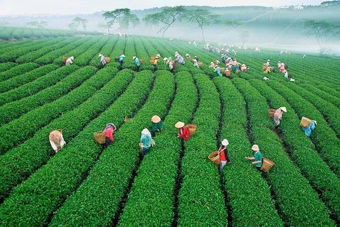 Khám phá vùng trồng trà gần 100 năm tuổi tại Đà Lạt