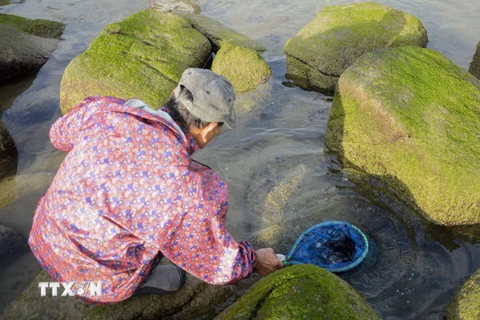 Mứt biển (rong biển) được người dân hái bằng cách dùng mảnh kim loại mỏng cào sát vào đá. (Ảnh: Văn Dũng/TTXVN)