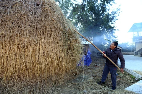 Tích trữ rơm làm thức ăn khô cho trâu bò trong những ngày giá rét. (Ảnh: Phan Tuấn Anh/TTXVN)