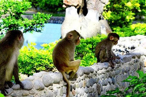 Đảo Khỉ - địa điểm thú vị khi ghé thăm thành phố Nha Trang xinh đẹp