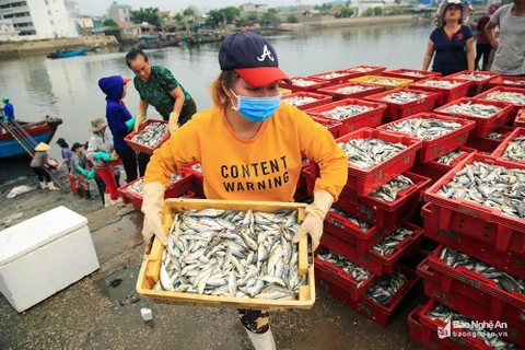 Chợ cá Hải Bình, nơi quy tụ sản vật phong phú từ biển khơi