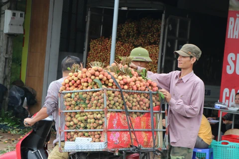Điểm thu mua vải trên đường 390, huyện Thanh Hà (ảnh tư liệu). (Ảnh: Mạnh Minh/TTXVN)