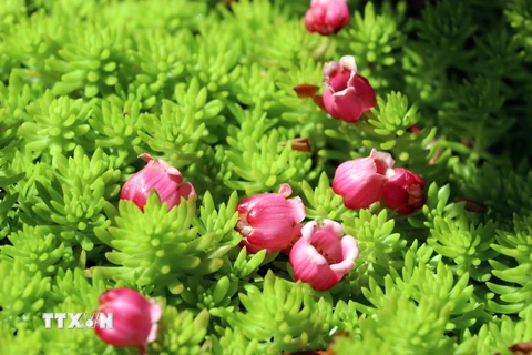Những bông hoa đào chuông rơi rụng trên những thảm thực vật xanh mướt. (Ảnh: Trần Lê Lâm/TTXVN)