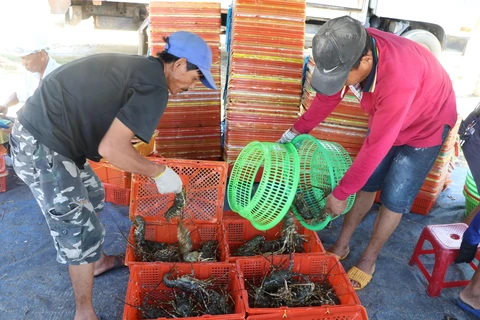 Thương lái vẫn thu mua tôm hùm ở thị xã Sông Cầu với giá từ 500-600 ngàn đồng/kg, tôm sile 0,3 kg. (Ảnh: Phạm Cường/TTXVN)