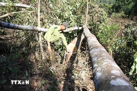 Kiểm lâm thành phố Đà Lạt kiểm đếm số cây rừng bị đốn hạ. (Ảnh: Đặng Tuấn/TTXVN)