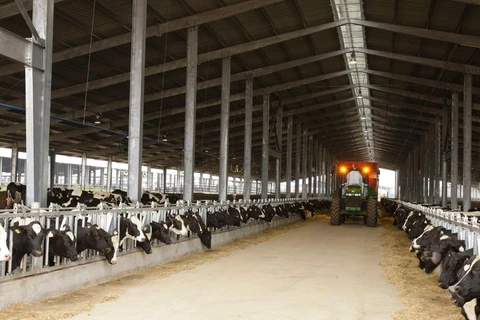 Trang trại áp dụng các tiêu chuẩn và qui cách chuồng trại chăn nuôi tiên tiến nhất trên thế giới. (Nguồn: thmilk.vn)