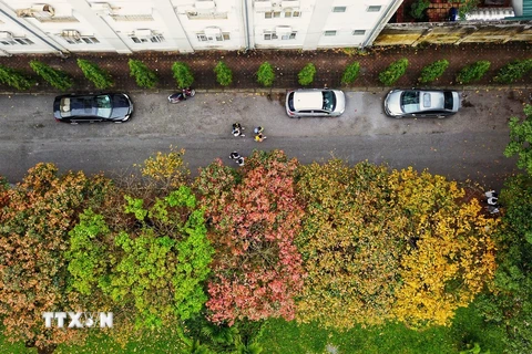 Hàng cây lộc vừng lá vàng, lá đỏ trải dài hơn 100 mét trong khuôn viên trường Đại học Sư phạm Hà Nội. (Ảnh: Thành Đạt/TTXVN)