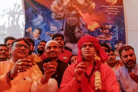 Người theo Hindu giáo ở Ấn Độ uống nước tiểu bò để chống COVID-19