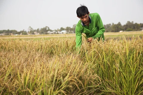 Phạm Thanh Vũ trên cánh đồng lúa sản xuất theo hướng hữu cơ và có khả năng thích ứng với biến đổi khí hậu. (Ảnh: Hồng Đạt/TTXVN)