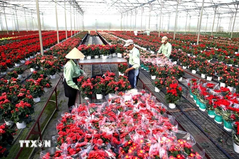 Để đạt mục tiêu xuất khẩu khoảng 20% sản lượng hoa ra thị trường thế giới vào năm 2020, tỉnh Lâm Đồng tập trung hỗ trợ nông dân tiếp cận giống hoa mới, giống có bản quyền từ nước ngoài thông qua các doanh nghiệp. Trong ảnh: Thu hoạch hoa tại Công ty Dalat