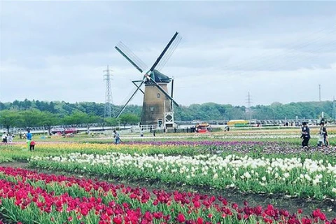 Nhật Bản 'san phẳng' cánh đồng tulip 80.000 bông đang độ nở rộ 