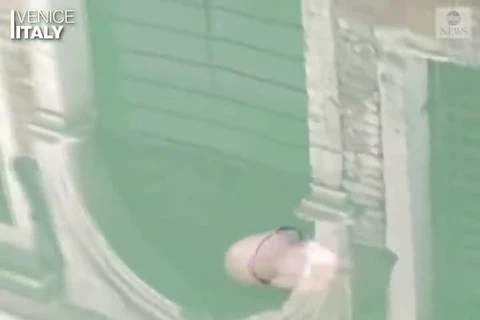 Bất ngờ với hình ảnh con sứa bơi trong làn nước trong vắt tại Venice