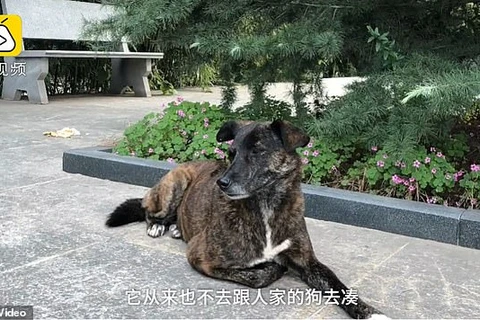 Chú chó trung thành Hei Zi. (Nguồn: Daily Mail)