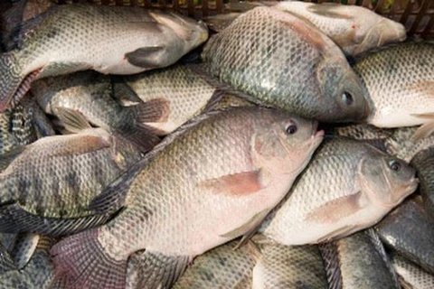 Nhiễm độc đến suýt mất mạng vì ăn gỏi cá rô phi nhiễm “tả biển”
