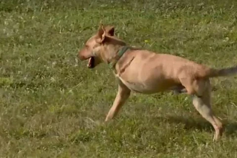 Chú chó gây bất ngờ khi có thể chạy nhảy chơi đùa chỉ với 2 chân