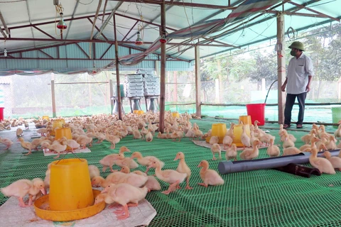 Một trại chăn nuôi gia cầm tại huyện Phú Lương, Thái Nguyên sử dụng công nghệ vi sinh để góp phần phòng chống dịch bệnh và giảm mùi hôi tại các chuồng. (Ảnh: Quân Trang/TTXVN)