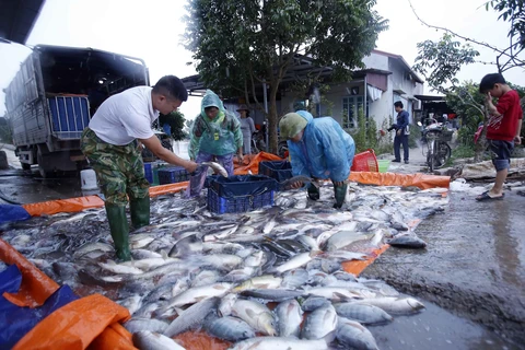 Thu hoạch cá tại Hợp tác xã nuôi trồng thủy sản Hạ Lễ (huyện Ân Thi, Hưng Yên). (Ảnh: Phạm Kiên/TTXVN)