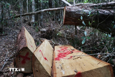 Hiện trường vụ phá rừng pơmu xảy ra vào tháng 4/2020 tại tiểu khu 1219, thuộc lâm phần quản lý của Công ty Trách nhiệm hữu hạn Một thành viên Lâm nghiệp Kông Bông. (Ảnh: Tuấn Anh/TTXVN)