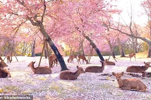 Đàn hươu nằm giữa rừng hoa anh đào tuyệt đẹp tại công viên Nara, Nhật Bản. (Nguồn: DailyMail)