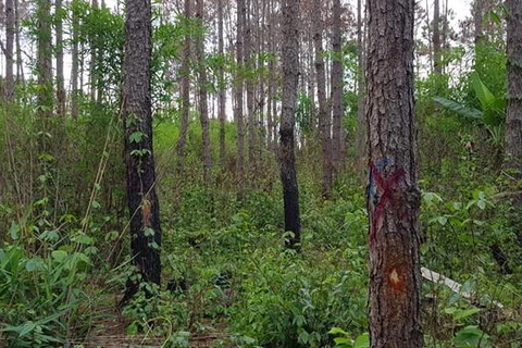 Lâm Đồng: Điều tra vụ người chết trong rừng nghi bị bắn nhầm