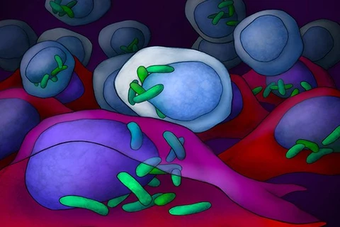 Nhóm các nhà khoa học tại WIS đã tìm thấy vi khuẩn trong các tế bào của tất cả các loại ung thư. (Nguồn: twitter.com)