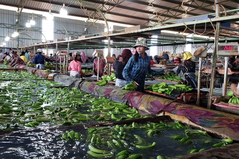 Hoạt động sơ chế sản phẩm tại nông trường của Công ty Cổ phần sản xuất chế biến và phân phối nông nghiệp THADI. (Ảnh: Nguyễn Hùng/Vietnam+)