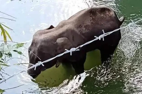 Hình ảnh con voi đáng thương trước khi chết. (Nguồn: India Express)