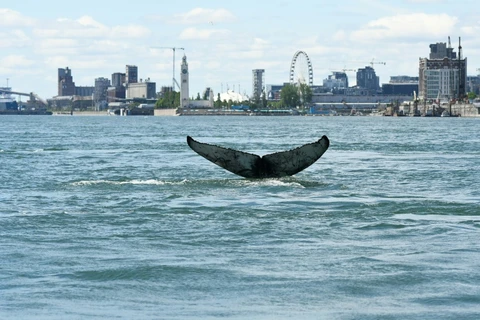 Hình ảnh con cá voi lưng gù được chụp lại trước đó. (Nguồn: bangkokpost.com)