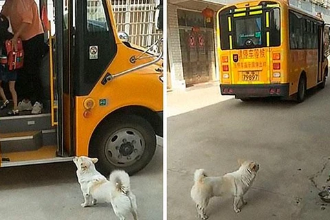 Chú chó nhỏ cần mẫn đưa đón cô chủ đi học khiến người xem xúc động