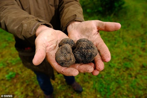 Nấm cục truffle của ông Mike Collison. (Nguồn: DailyMail)