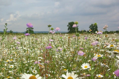 (Nguồn: naturescape.co.uk)