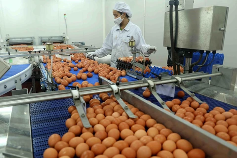 Dây chuyền phân loại sản phẩm trứng gà công nghệ Nhật Bản tại Nhà máy sản xuất trứng gà công nghệ cao ĐTK Phú Thọ. (Ảnh: Vũ Sinh/TTXVN)