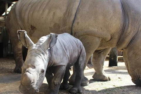 Con tê giác 12 ngày tuổi tại Vườn thú Auckland. (Nguồn: Supplied/NZherald)
